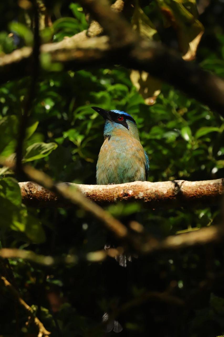 Los Pinos Cabins & Reserve Monteverde Kültér fotó